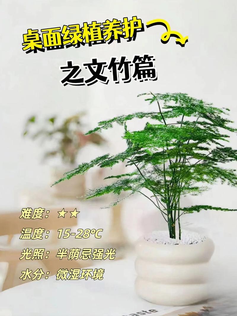 养文竹有什么好处