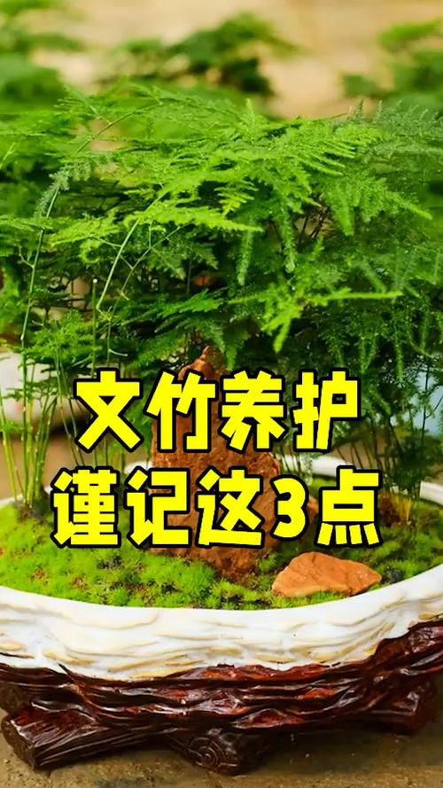 为什么文竹不能随便养家中养文竹有什么好处