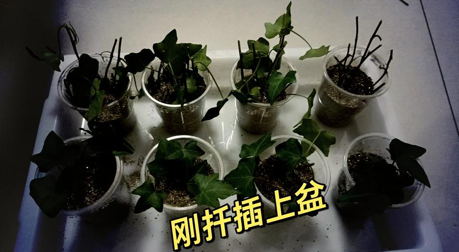 常春藤夏天可以扦插吗,水培怎么生根快?