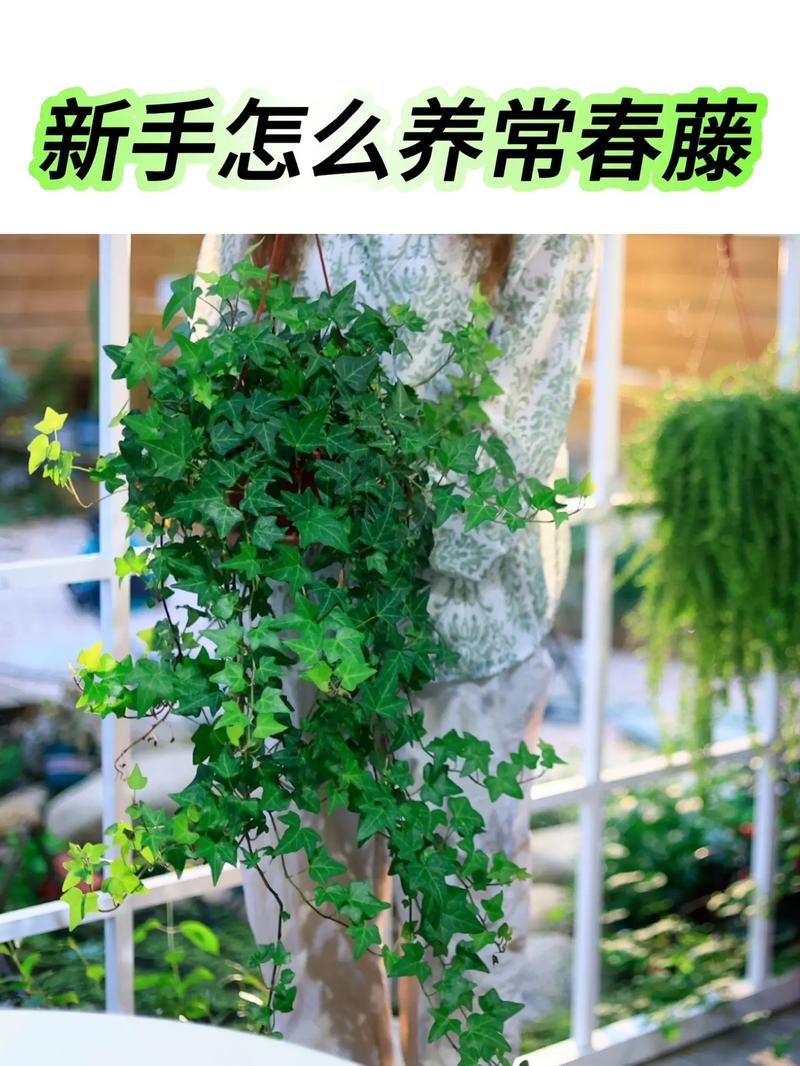 如何水培常春藤?