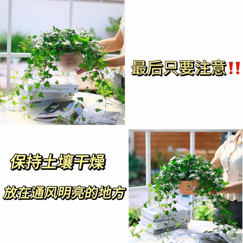 常春藤水培养殖方法水培常春藤的步骤