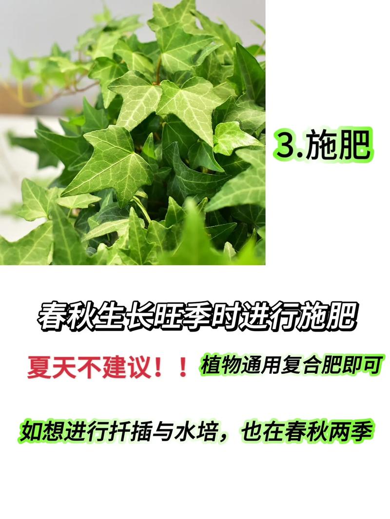 常春藤水培怎么生根快