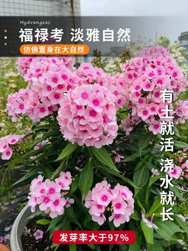 家里养福禄考有什么作用?