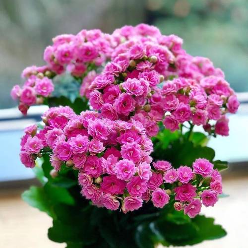 家里种什么花比较好?
