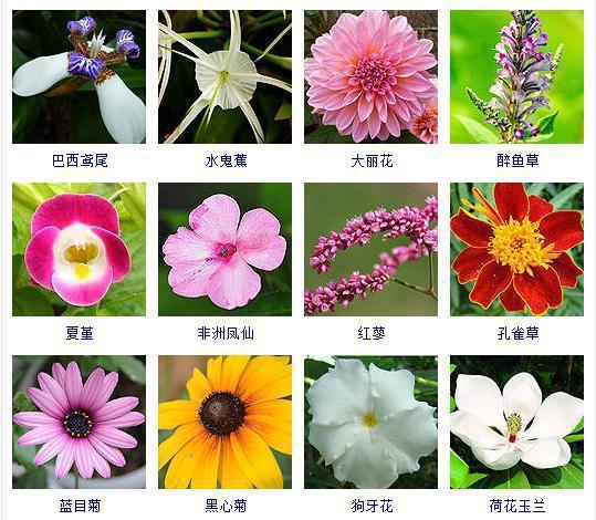夏天开什么花名字图片