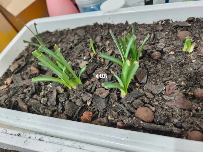 郁金香一直不发芽能挖出来重新种吗