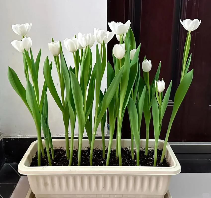 郁金香不出芽怎么办