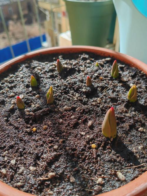 郁金香20天还没发芽