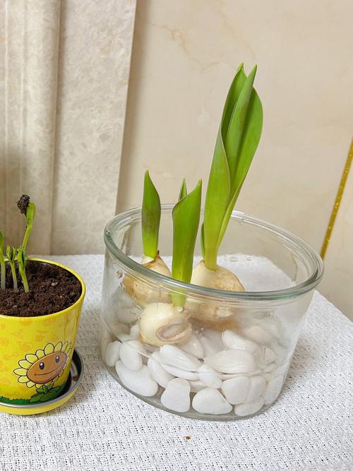 郁金香一直不发芽怎么办,教你六个办法轻松解决