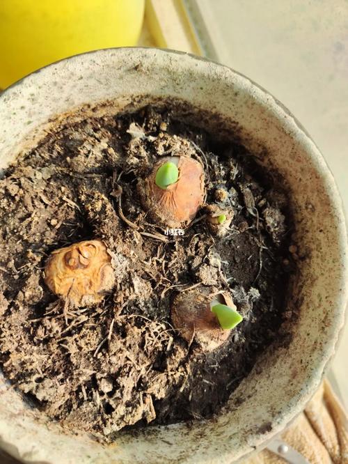 郁金香不发芽怎么办