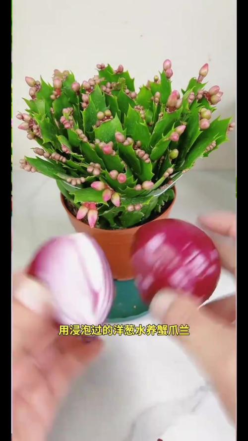 给花喝点洋葱水,2天蚊虫全死光,花朵猛开撑爆盆!