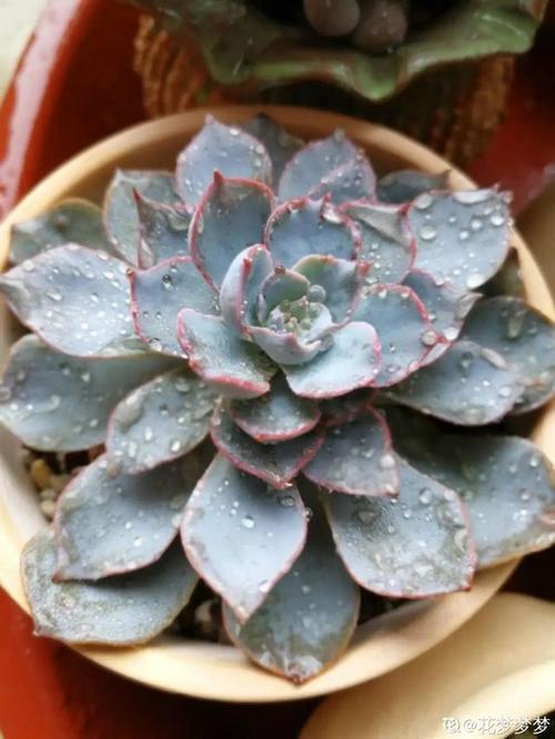 给花喷点它,虫子2天全死光,花朵猛开爆满盆!
