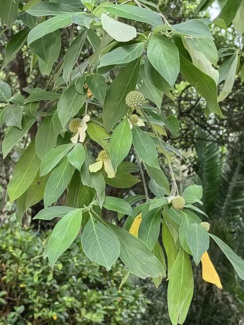 峨眉四照花的养殖方法
