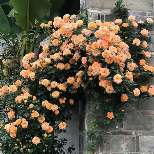 蔷薇花比较受欢迎八大品种是哪些?