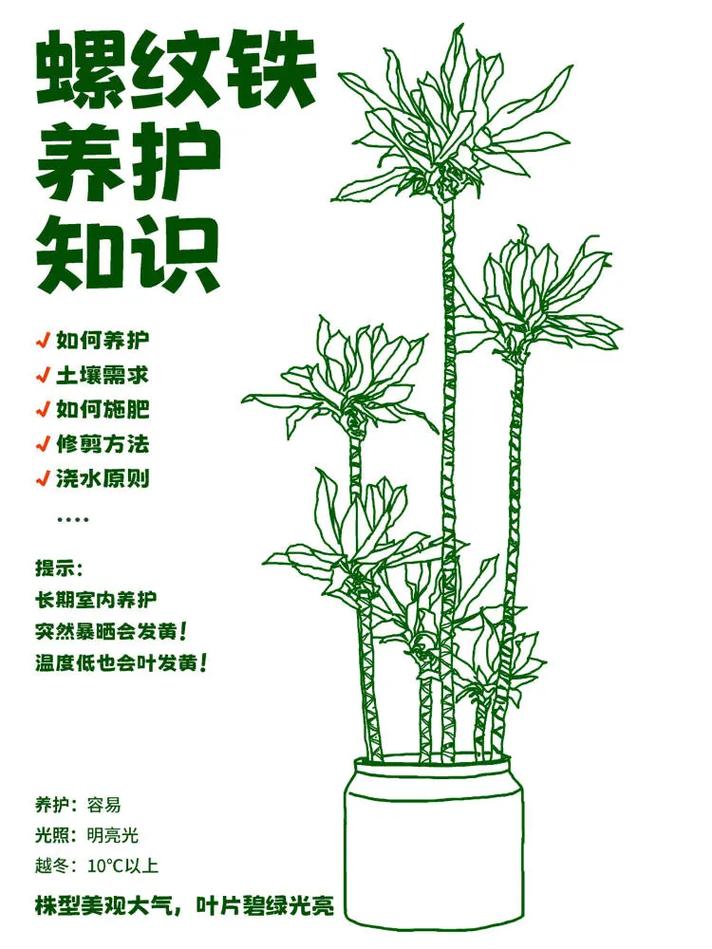 螺纹铁怎么养才茂盛