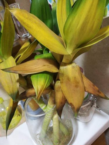荷花竹叶子发黄怎么办