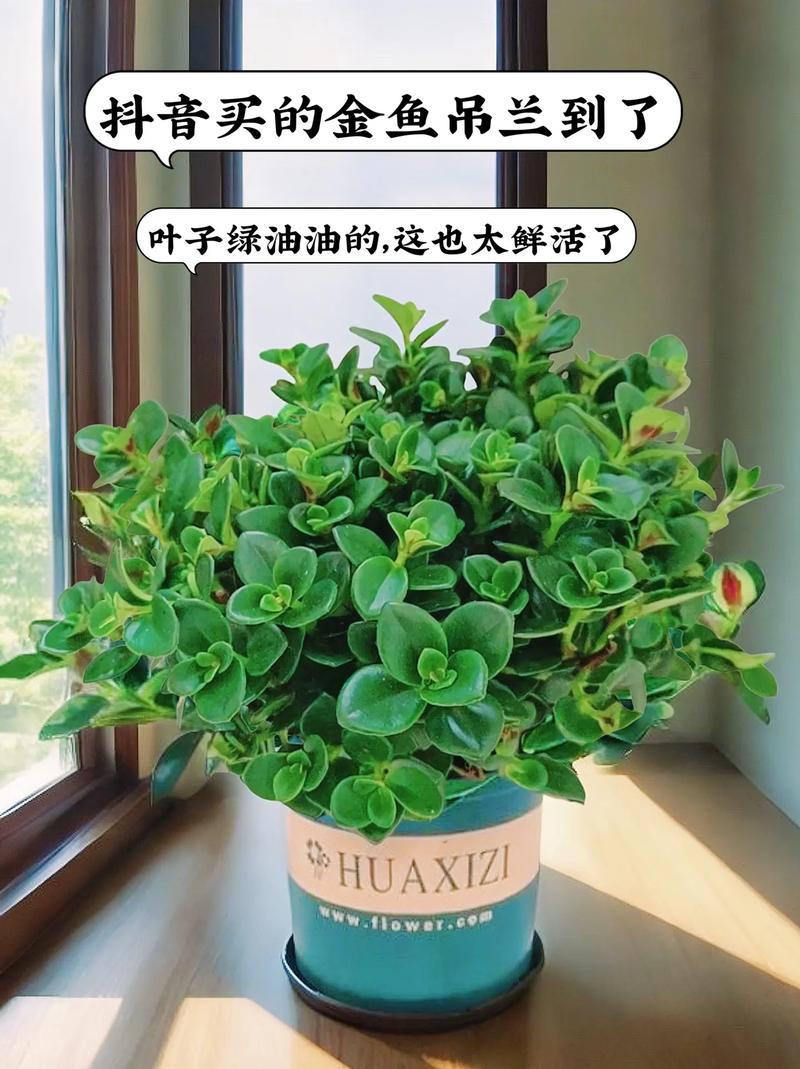金鱼吊兰怎样剪枝好看