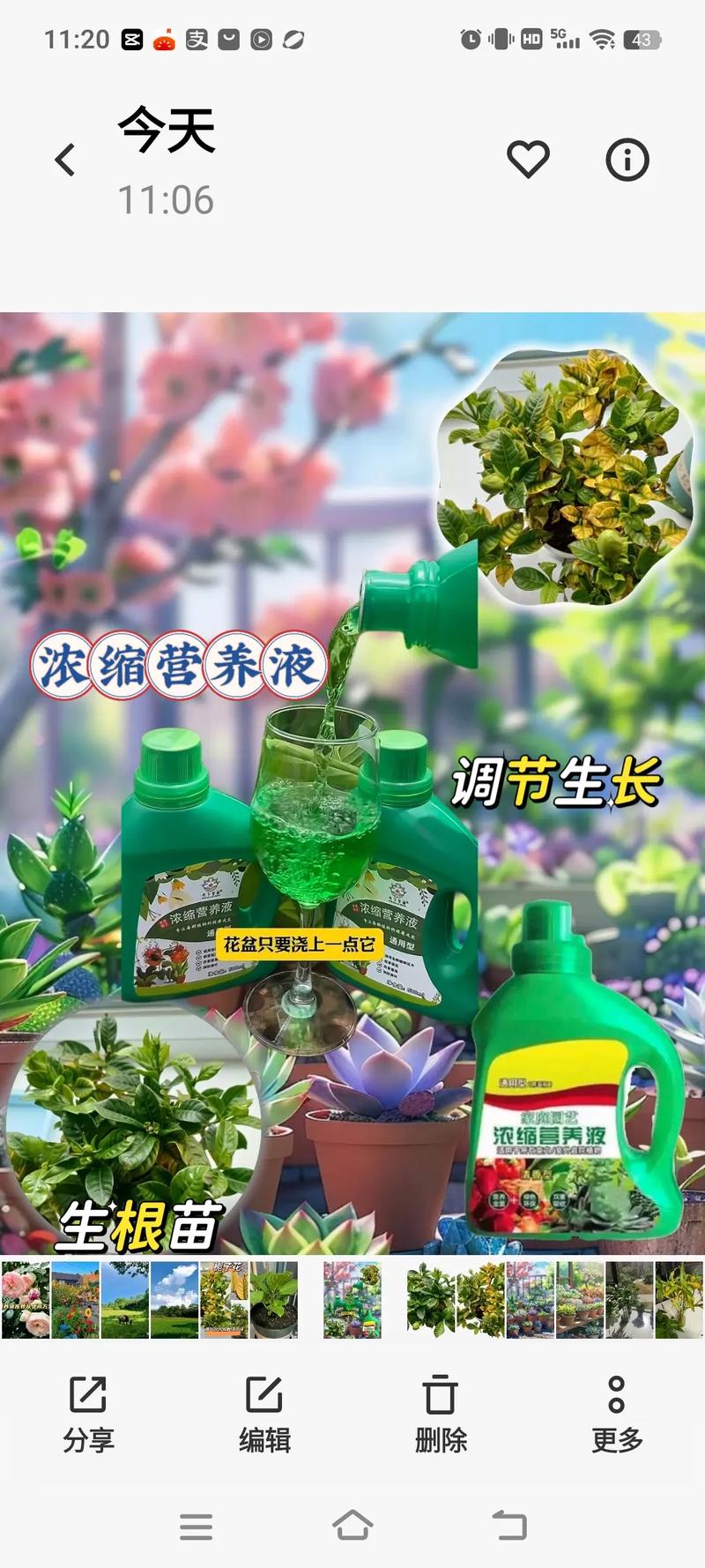 营养液给绿萝怎么使用