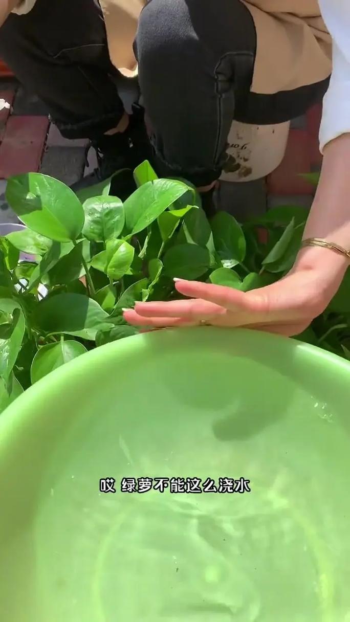 水培绿萝营养液怎么浇