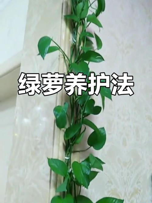 绿萝营养液怎么兑水