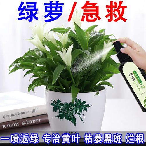 水培绿萝营养液怎么用