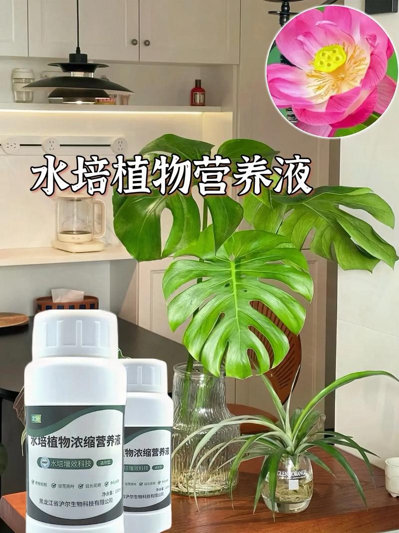 水培绿萝怎么使用营养液