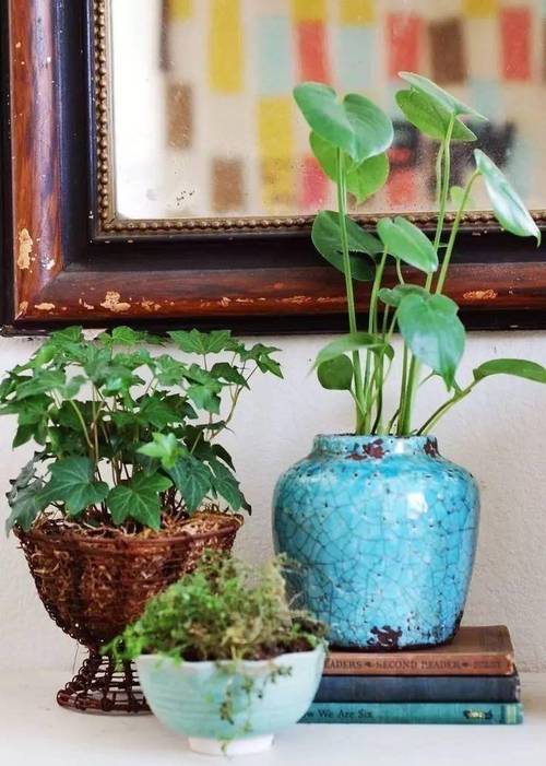 屋子里放什么植物养生好