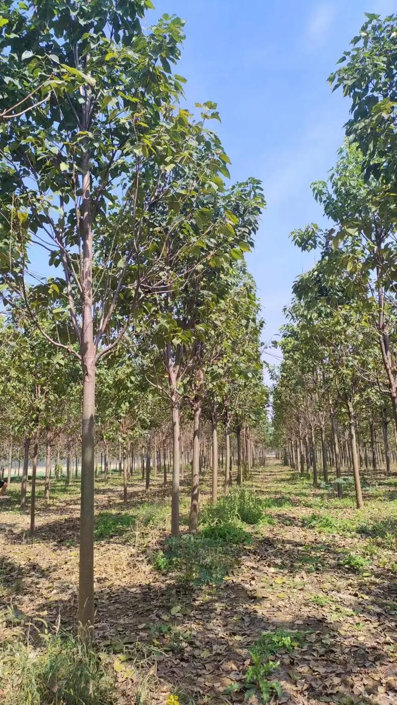 种植楸树需要注意什么?
