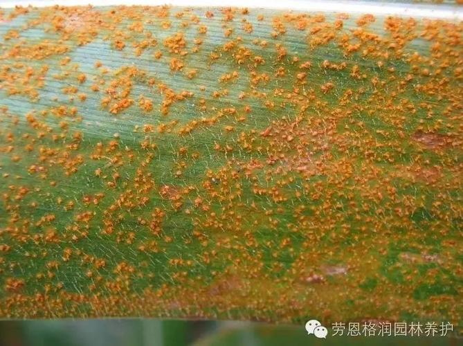 楸树病虫害有哪些