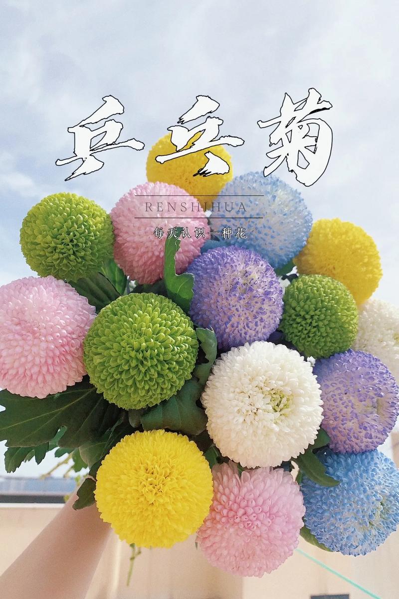 乒乓菊的饲养方法