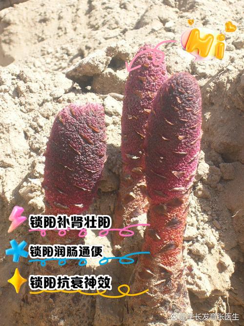 锁阳的功效与作用是什么