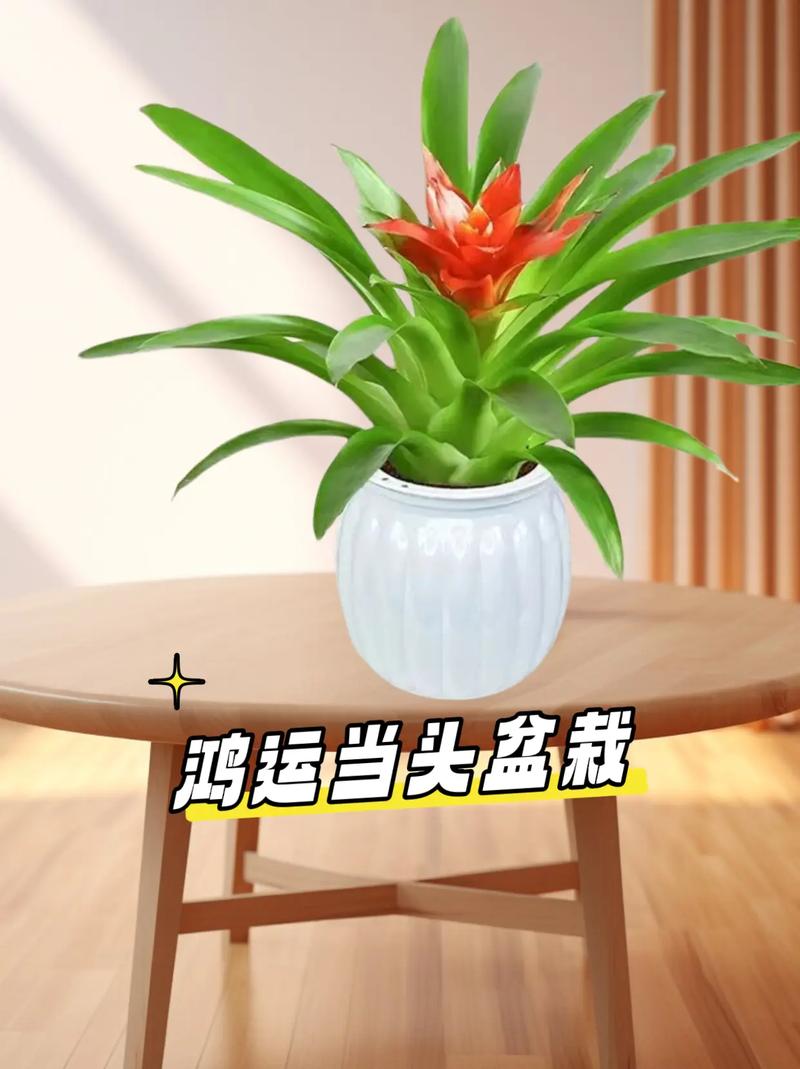 鸿运当头有毒吗能放卧室吗