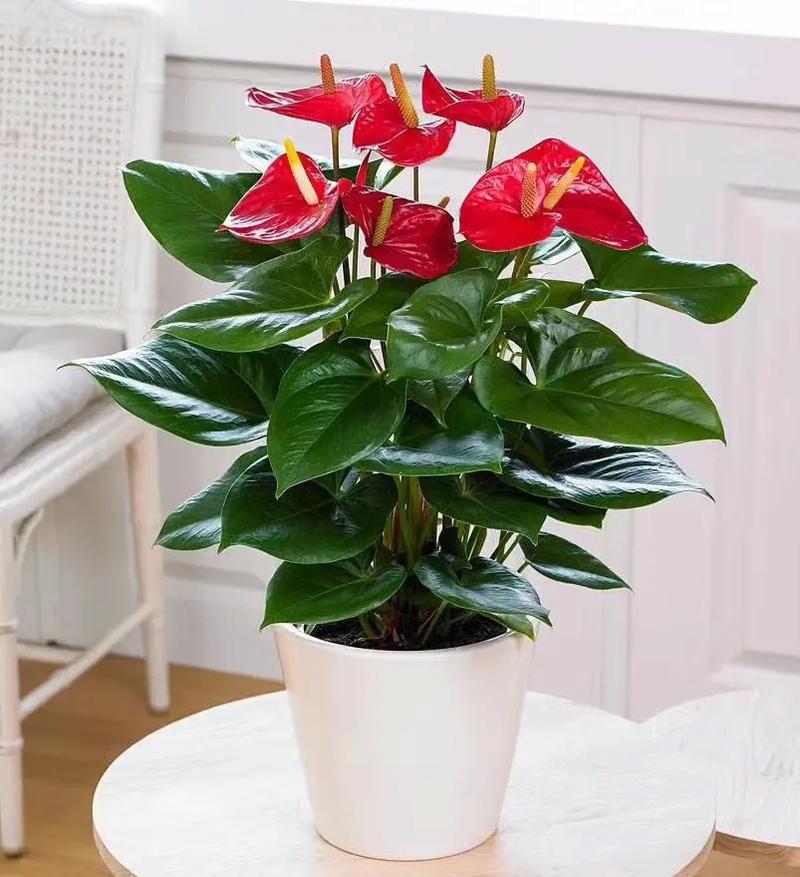 红掌花为什么不红