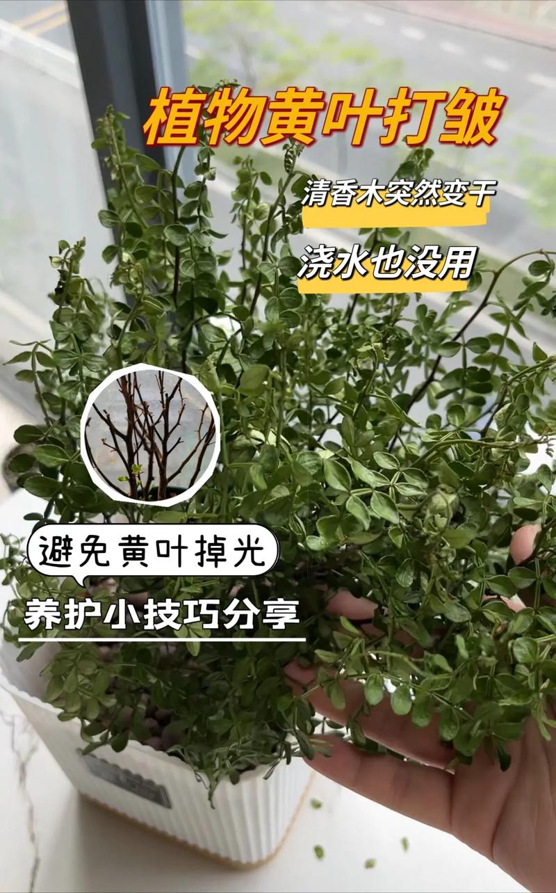 清香木黄叶的原因和处理办法