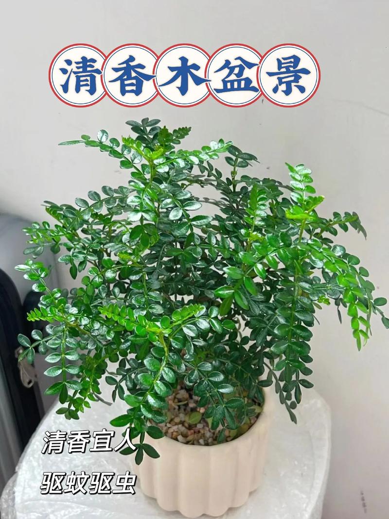 清香木为什么会黄叶