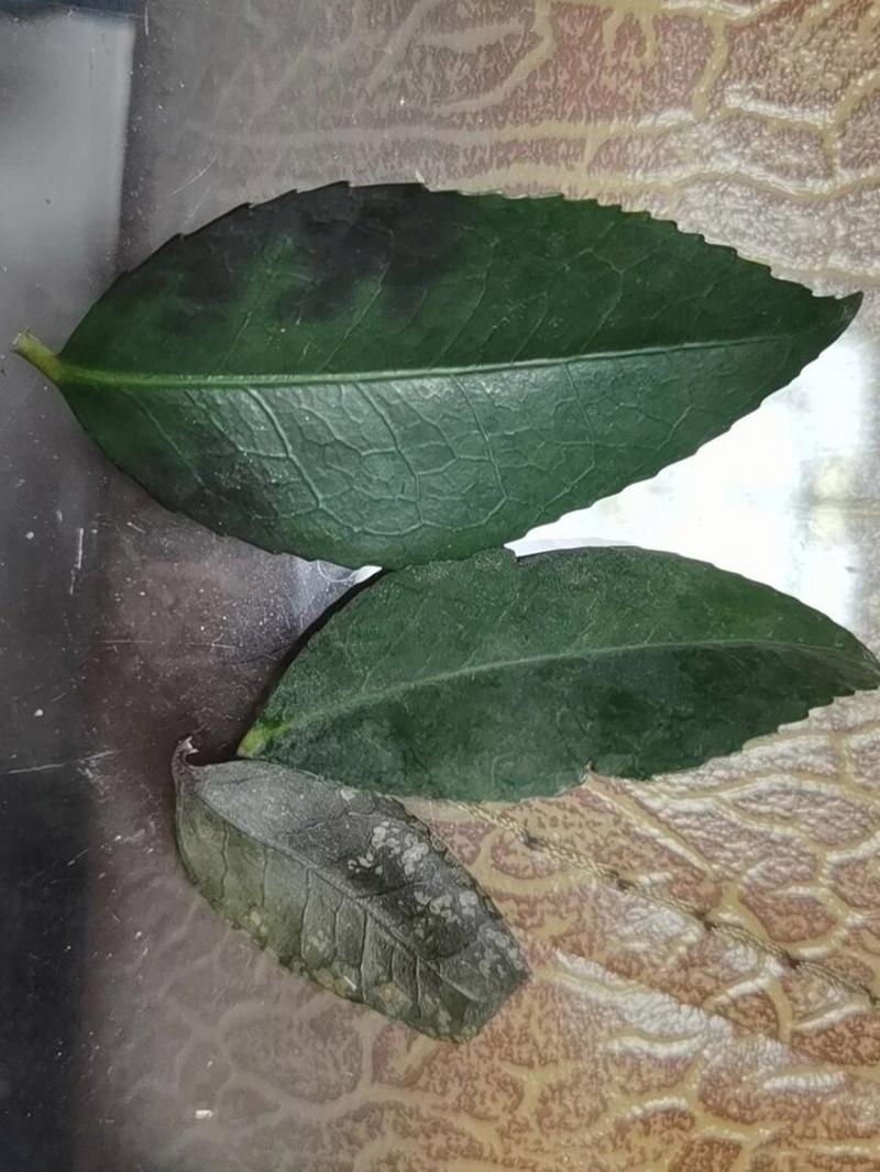 三,茶花叶子都掉光了,是什么原因