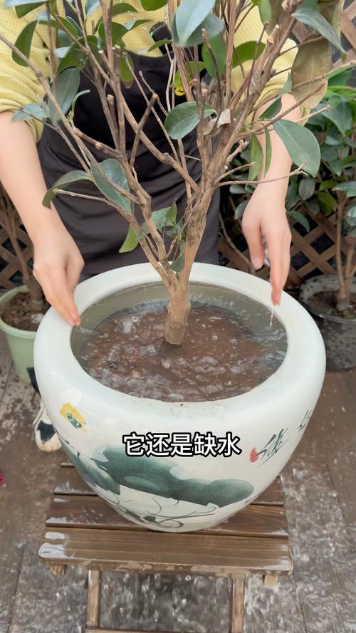 浇水过多使得茶花叶子掉光了,该怎么办?应该如何给茶花浇水?