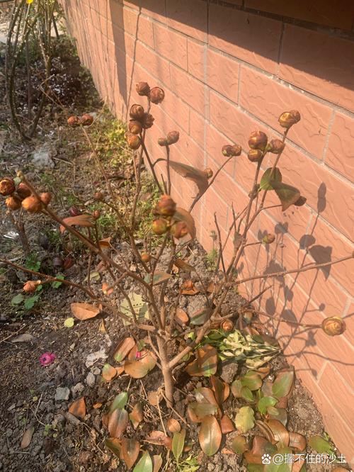 茶花叶子掉光了能活吗