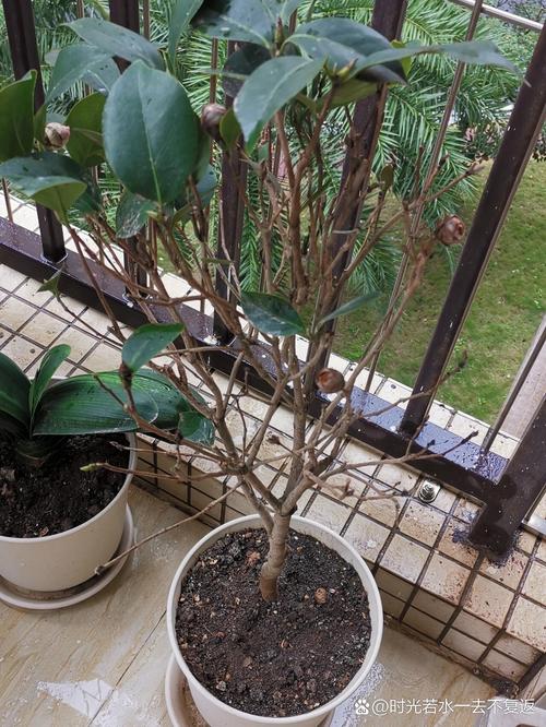 茶花夏天叶子掉光了怎么办