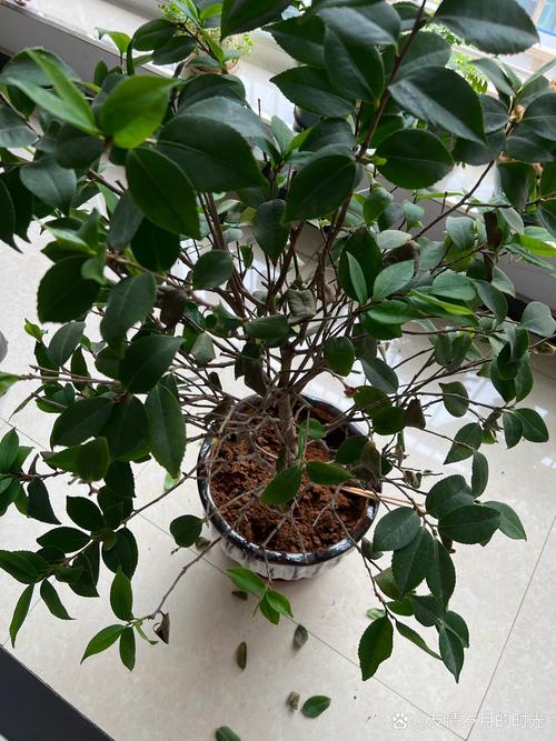 茶花为何掉净了叶子