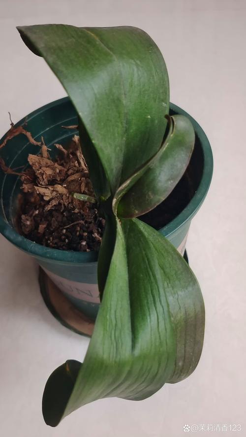蝴蝶兰的花蔫了怎么办？蝴蝶兰的花都蔫了怎么回事？