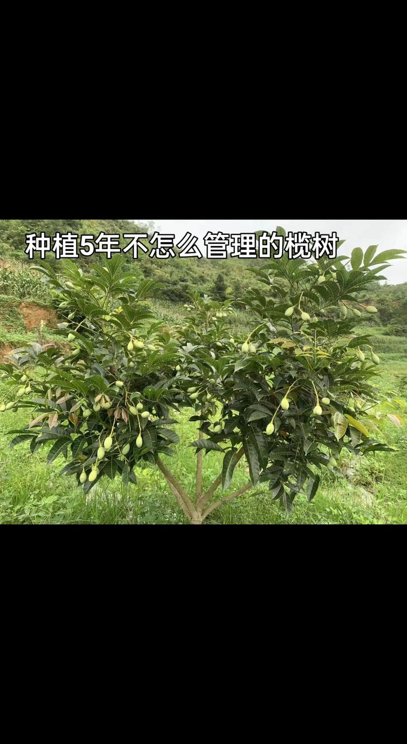 橄榄树怎么养长的好
