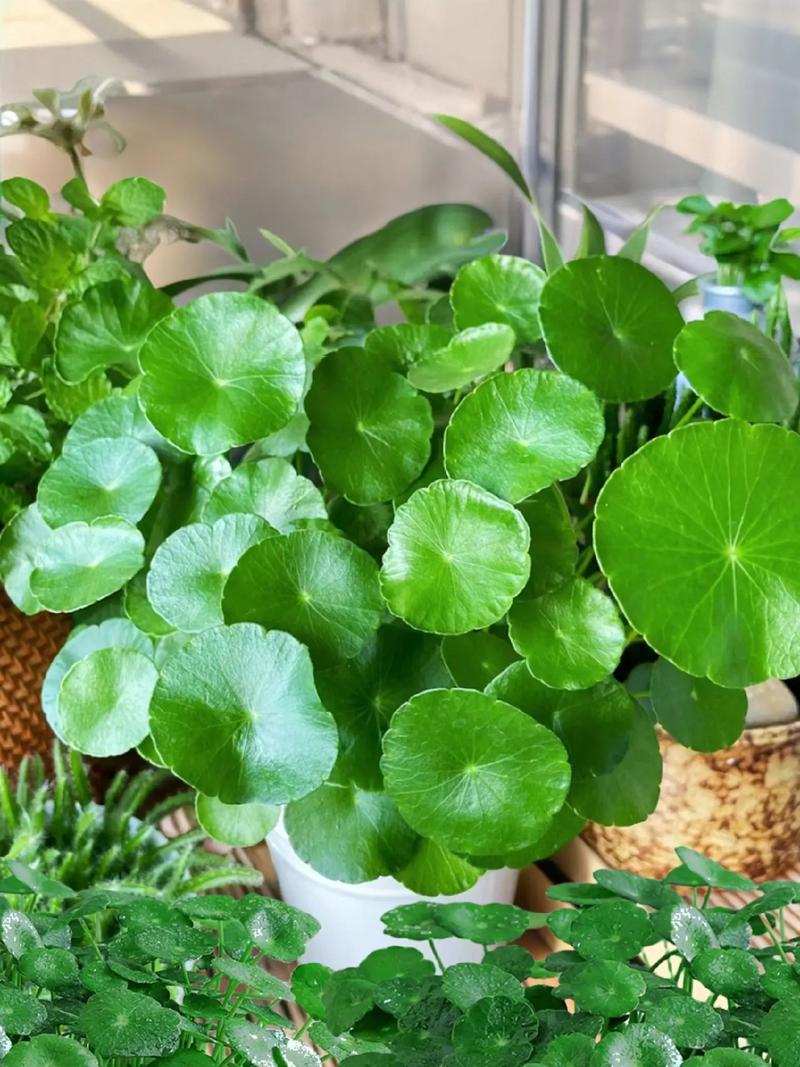金钱草土养好还是水养好活
