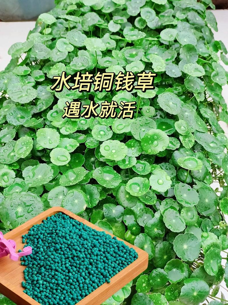 金钱草可以水养吗