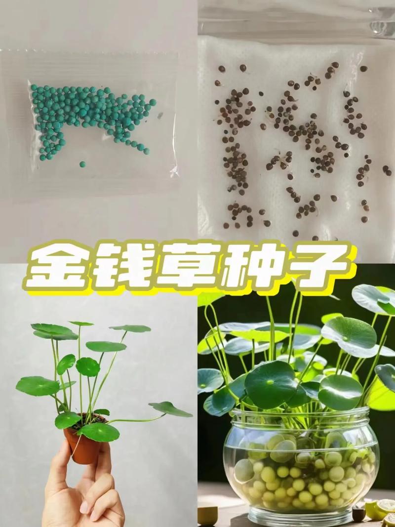 金钱草可以水培吗