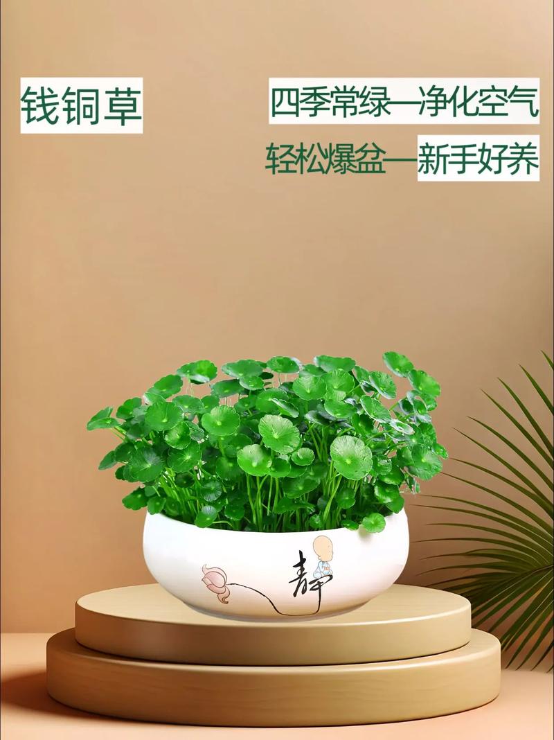 金钱草可以用水养吗