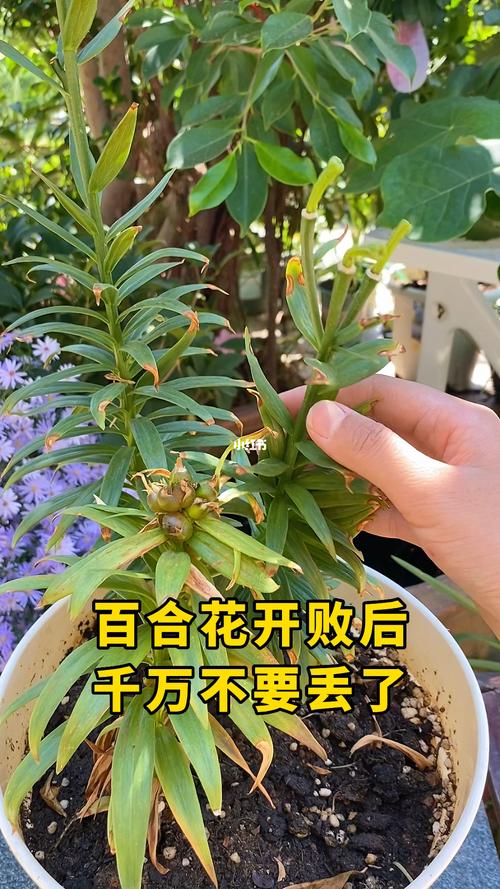百合花开过后怎样处理