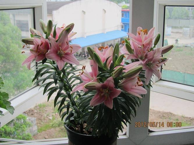 百合花开完花后植株如何处理