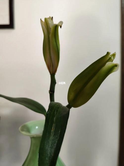 百合开完花枯萎后应该如何养