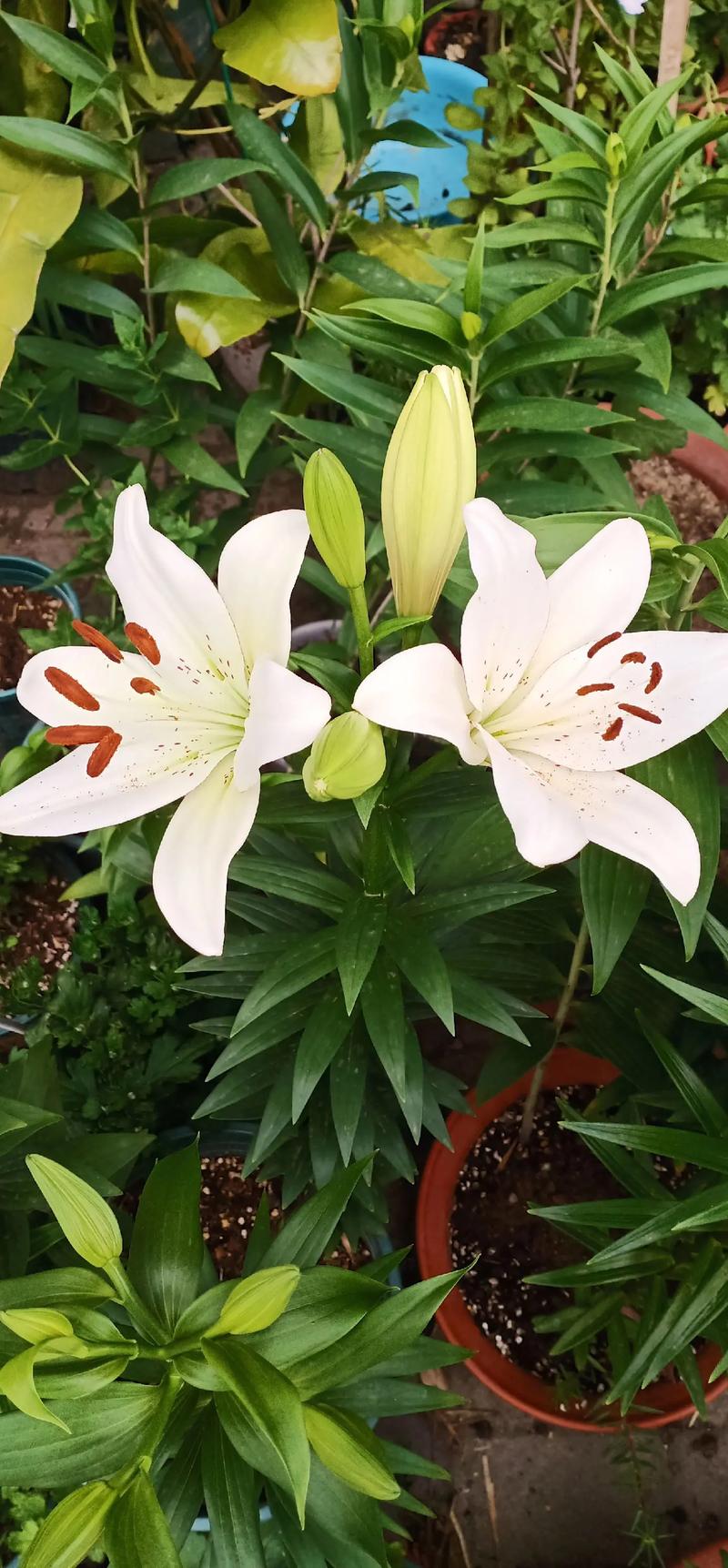 百合花开完花怎么处理